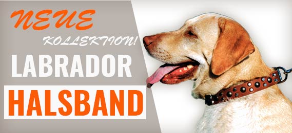 Labrador HALSBAND