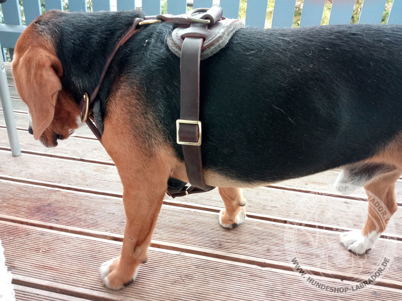 klassisches Geschirr am Hund Beagle