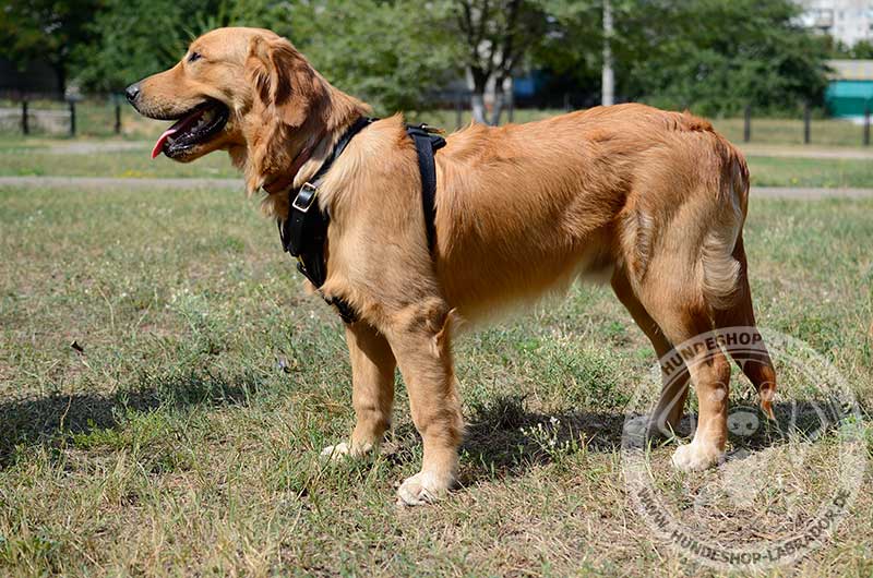 Hundegeschirr Leder am Golden Retriever 