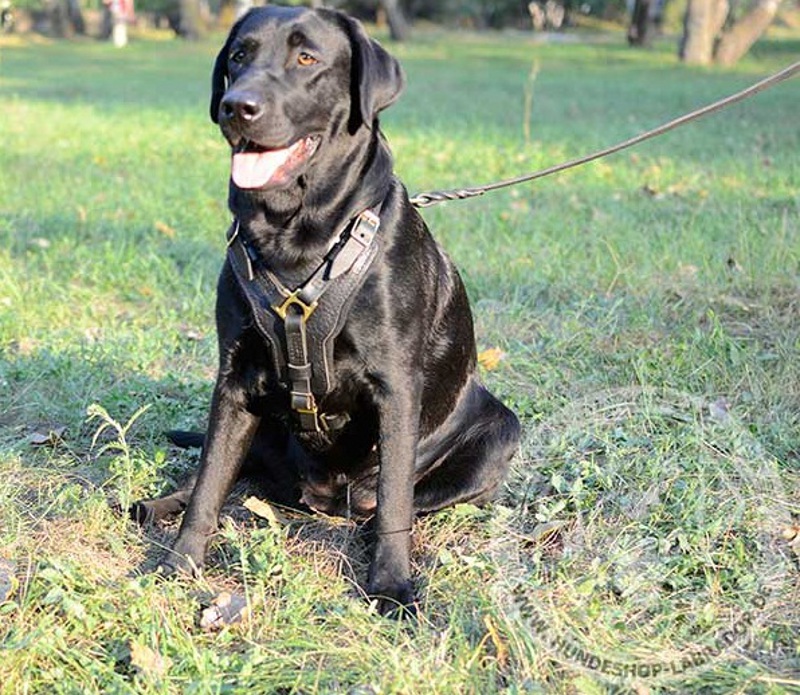 Hundegeschirr Leder Handarbeit fur Labrador