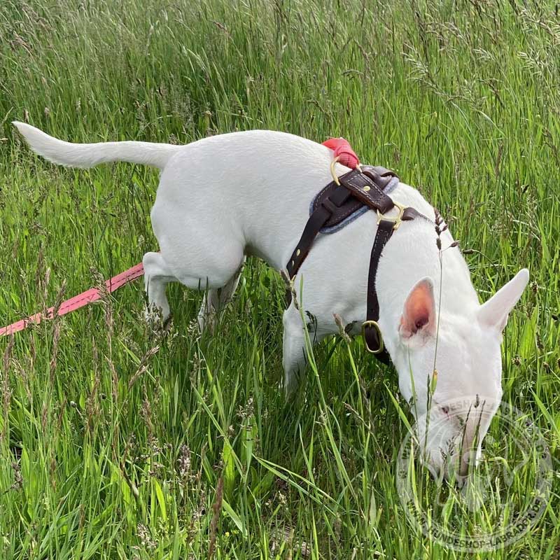 Hundegeschirr am Hund von Sabine