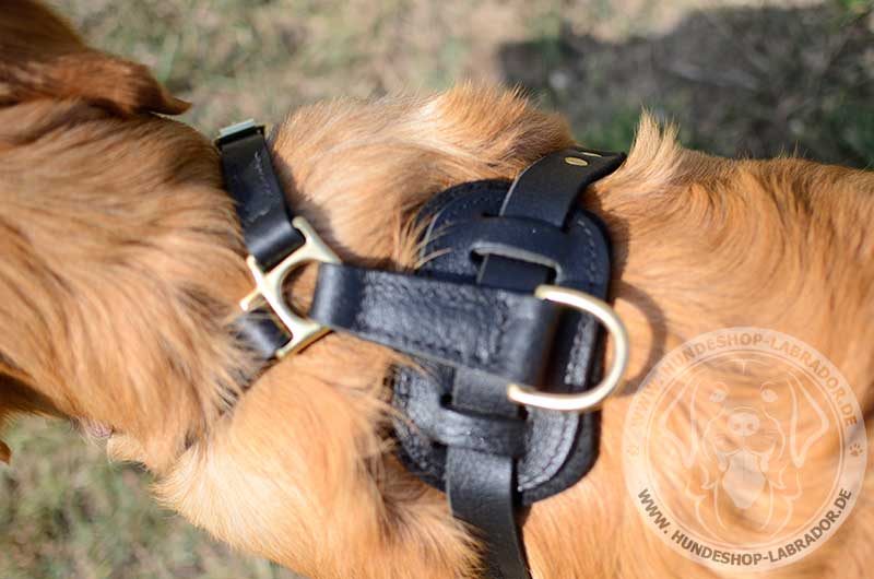 Hundegeschirr Leder am Hund 