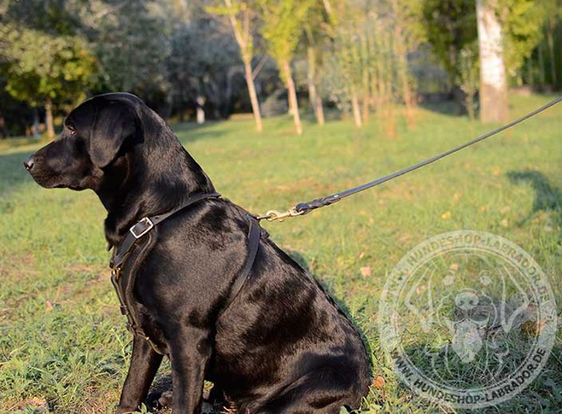 Hundegeschirr Handarbeit fuer Labrador