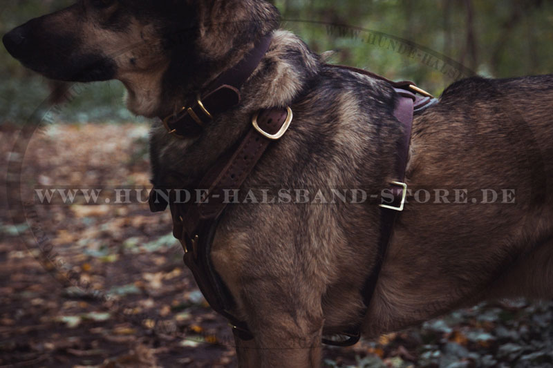 Hundegeschirr am Hund von Sarah