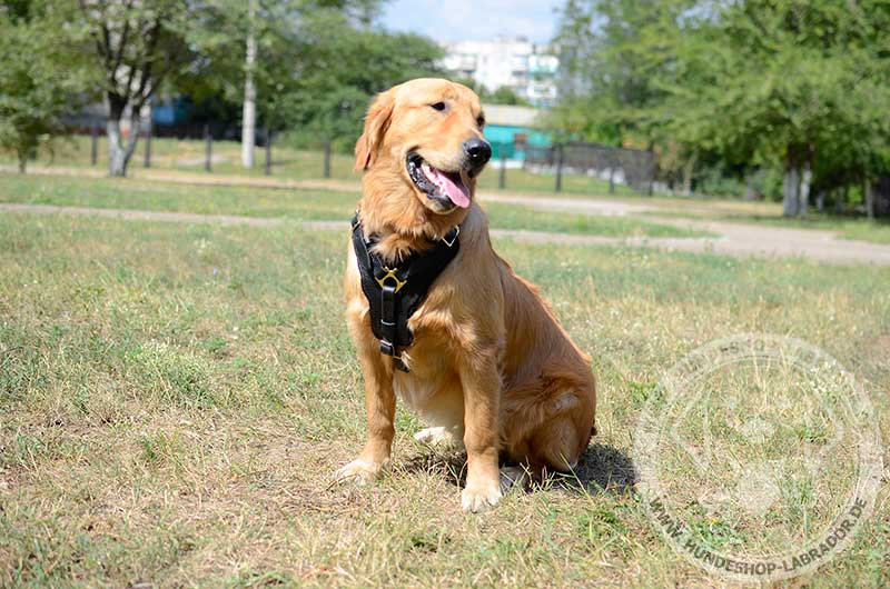 Hundegeschirr Leder am Golden Retriever Hund 