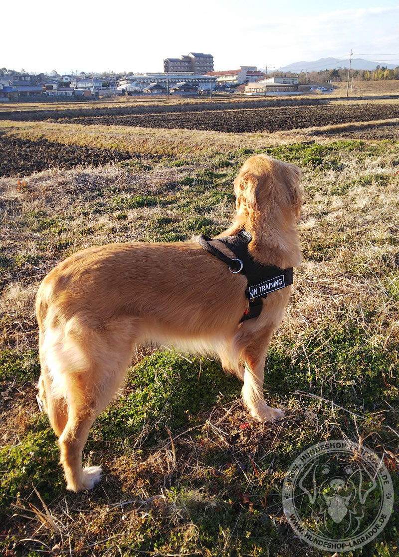 Hundegeschirr aus Nylon mit Klettlogos