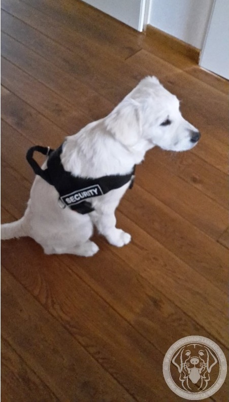 Hundegeschirr Leder mit Handschlaufe fur Labrador
