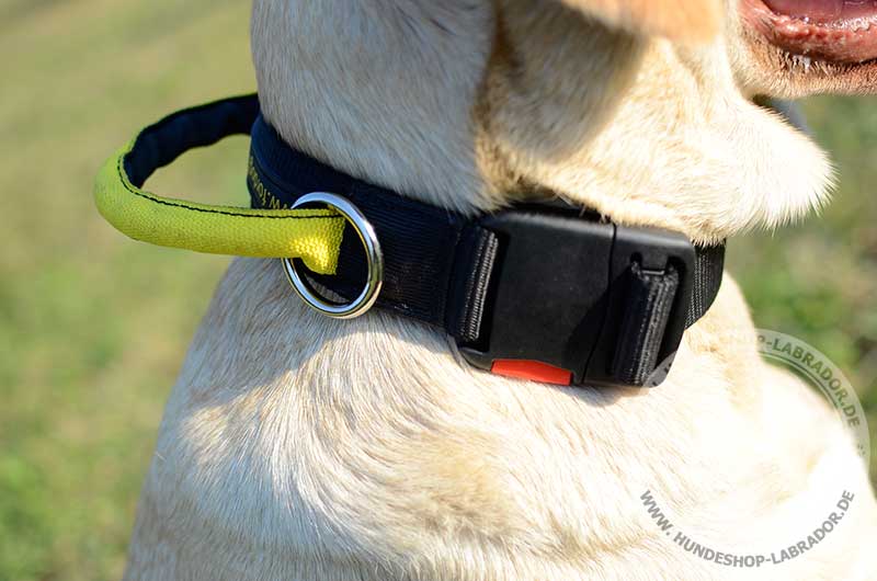 Hundehalsband Nylon fuer Labrador