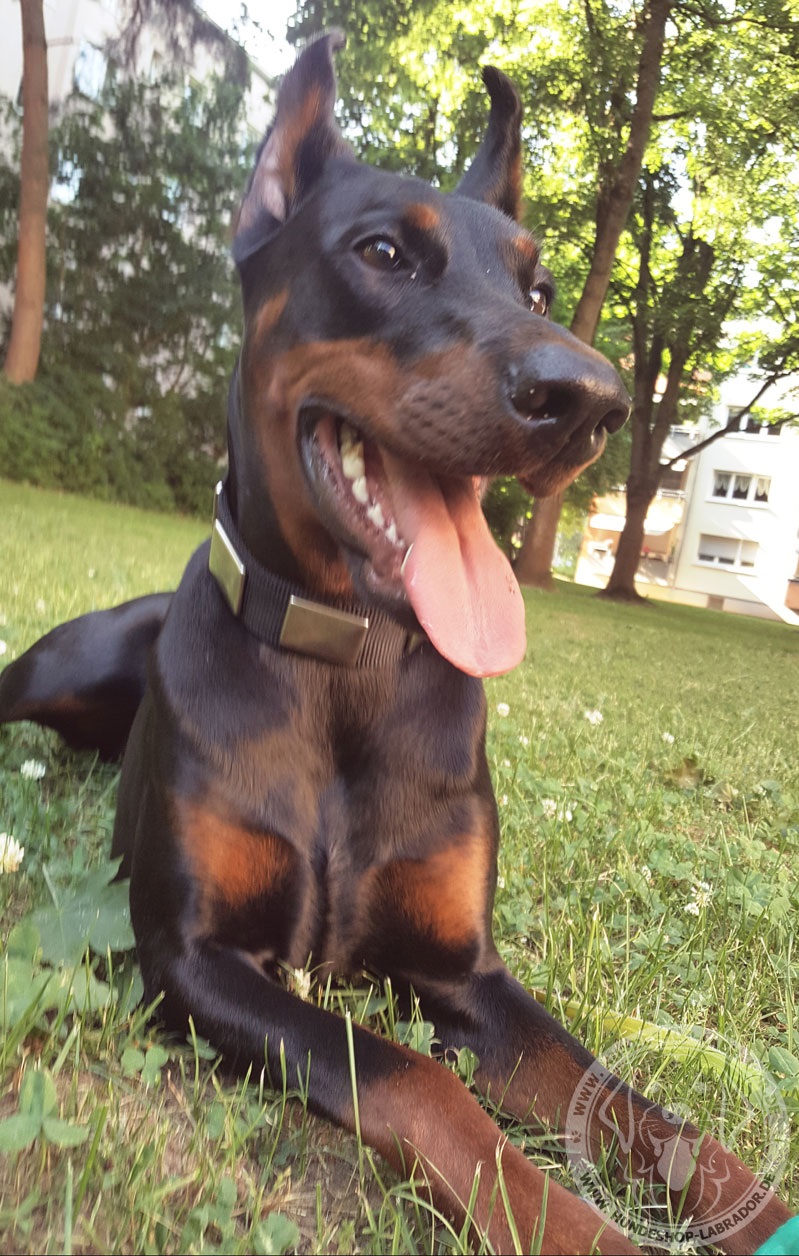 Hundehalsband am Dobermann