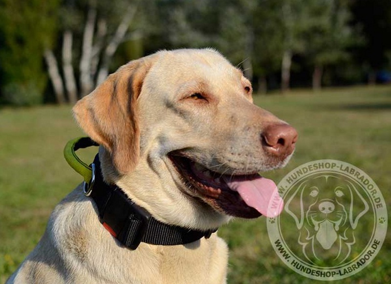 Hundehalsband super fest fuer Labrador