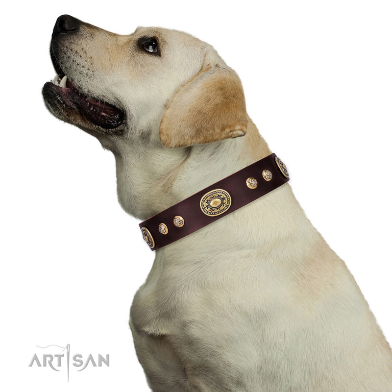Hundehalsband braun mit ovalen Platten und runden Nieten fuer Labrador
