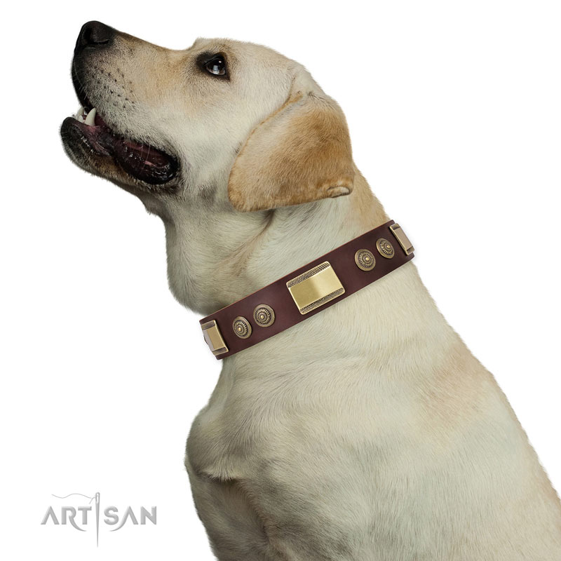 Hundehalsband braun mit  rechteckigen Platten und runden Nieten fuer Labrador