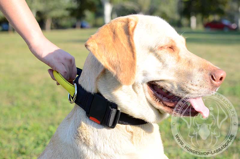 Hundehalsband multifunktionell fuer Labrador