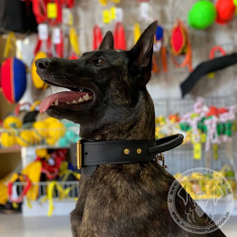 Hundehalsband aus zwei Schichten Leder am GSD