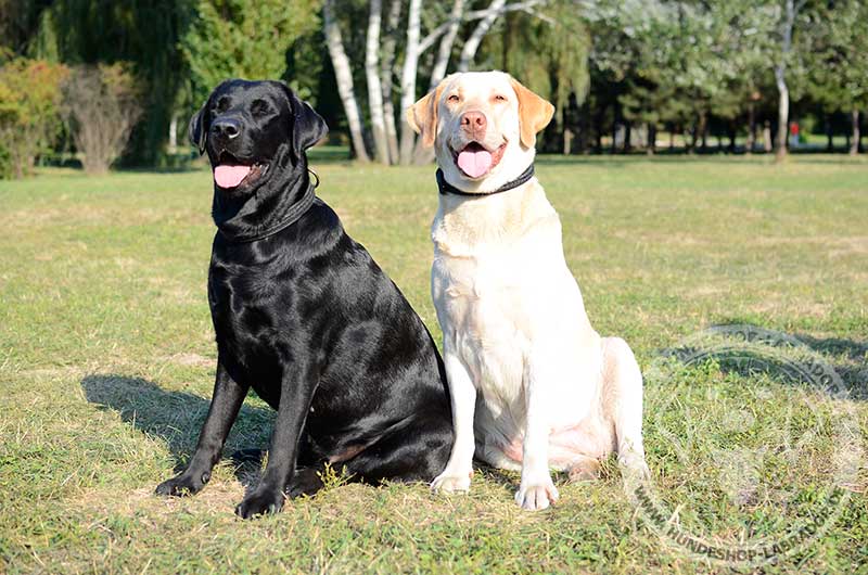 Schwarzer und Strohgelber Labrador