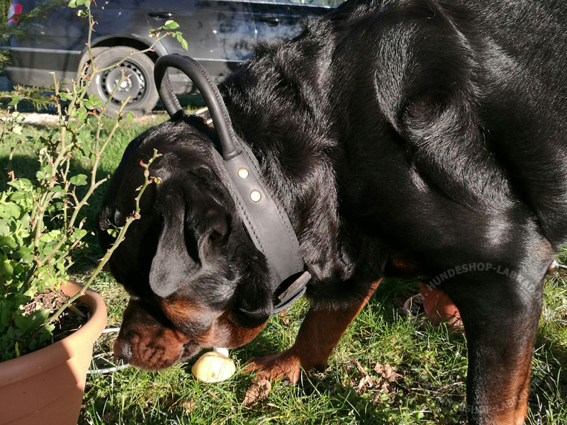 Hundehalsband fuer Dienst und Training