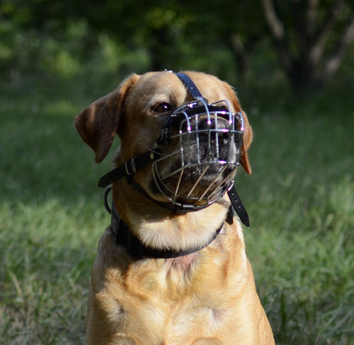 Maulkorb aus Draht am Hund