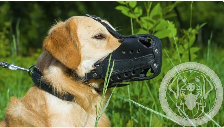 Maulkorb aus Leder am Hund