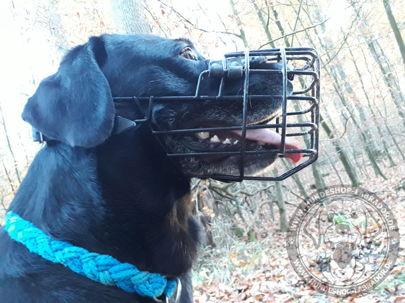 Maulkorb für Labrador von Stephan