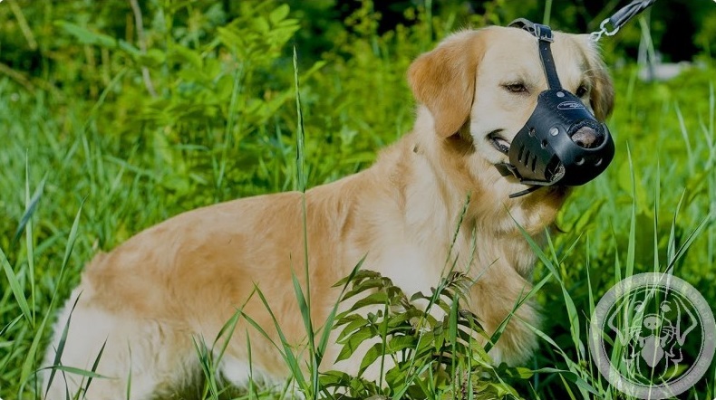 Maulkorb aus Leder am Hund belueftet