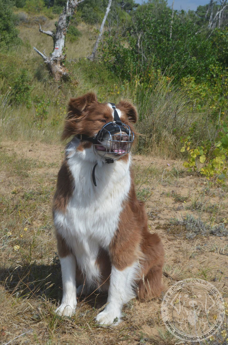 Maulkorb aus Draht am Hund