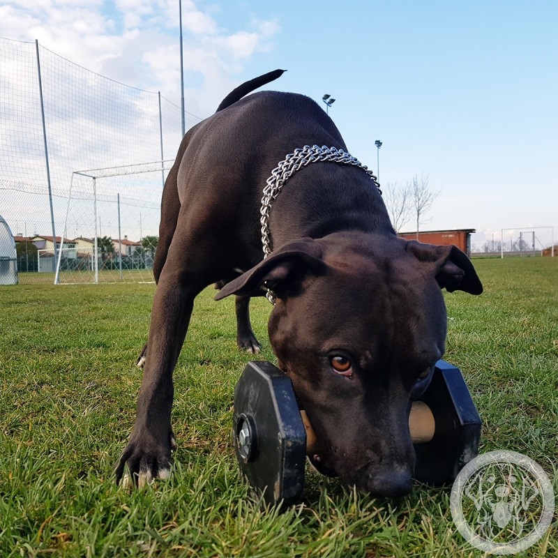 Hundetraining Labrador Holzhantel